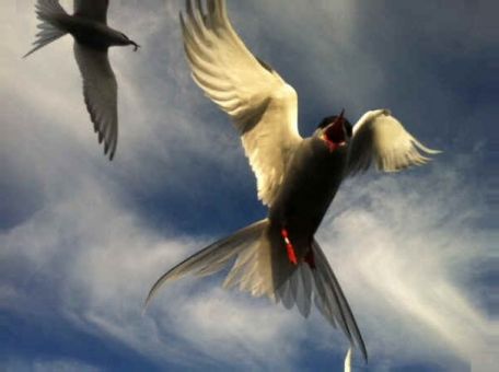 Robson est attaqué par un sterne! (06/07/13)