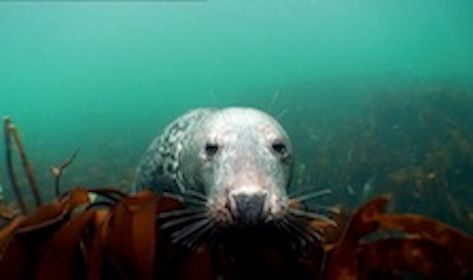 Robson nage avec les phoques gris!