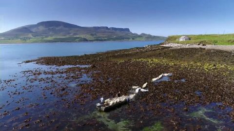 Les moutons de Staffin