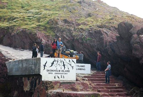 Robson et Zoila à Skokholm